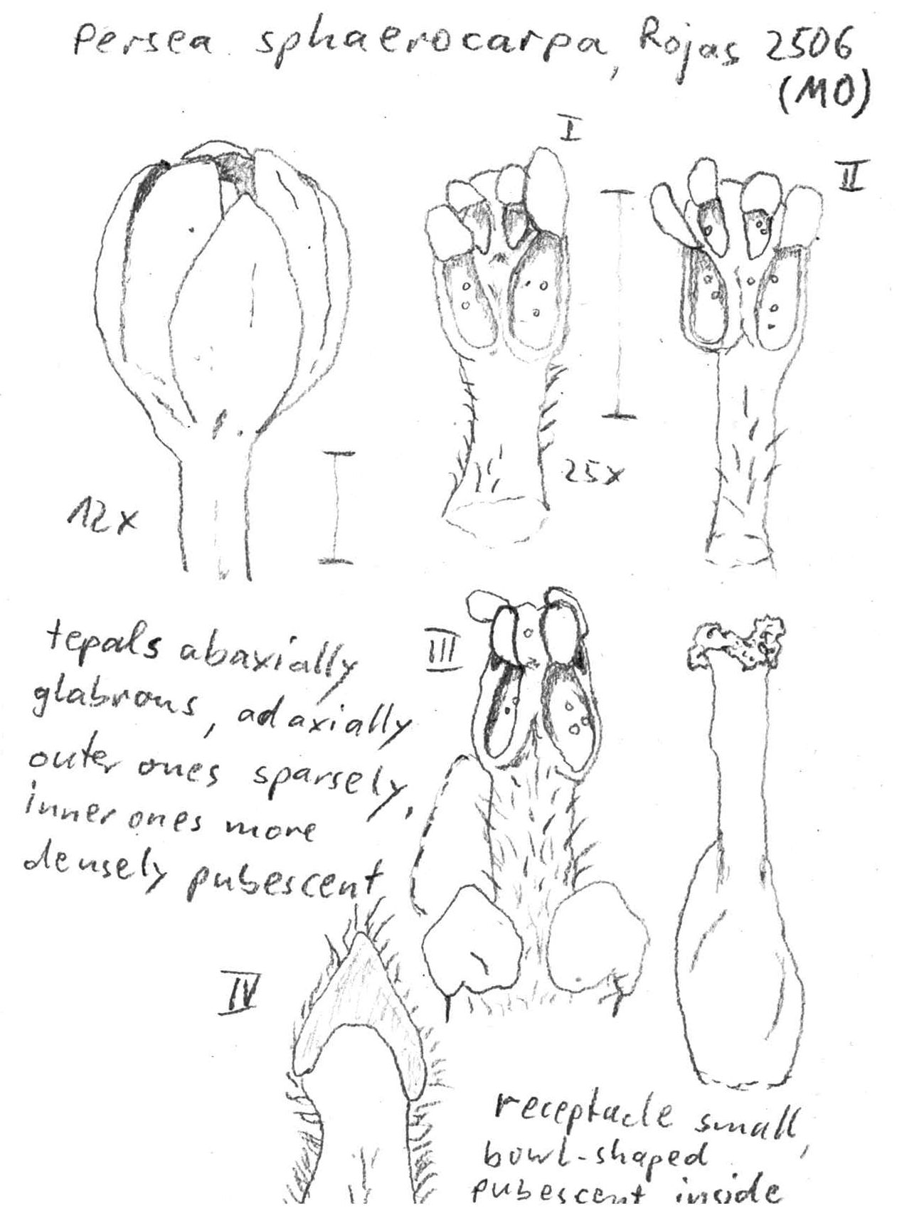 Vorschaubild Persea sphaerocarpa (H.J.P. Winkl.) Kosterm.